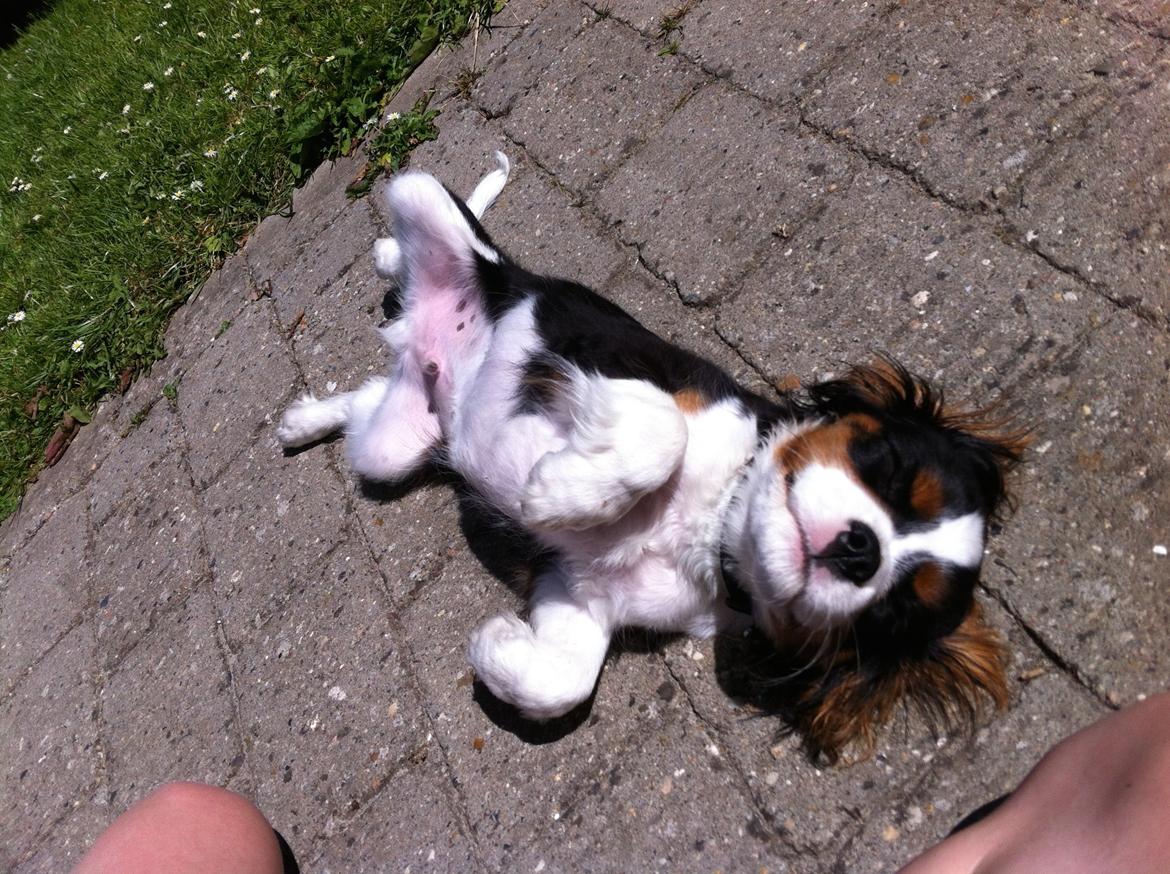 Cavalier king charles spaniel Frodo billede 8