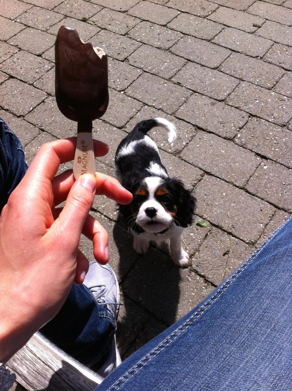 Cavalier king charles spaniel Frodo billede 16