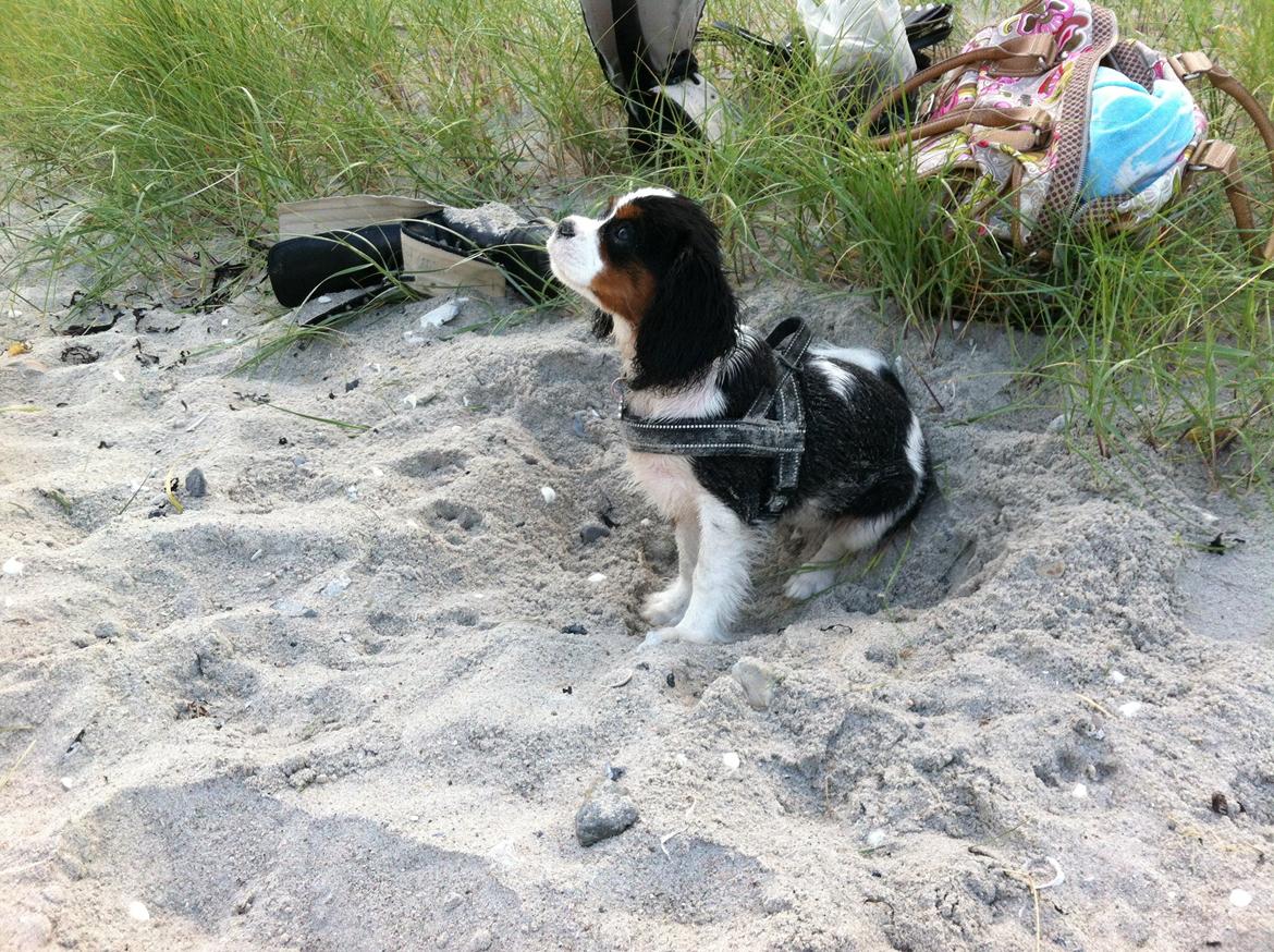 Cavalier king charles spaniel Frodo billede 4