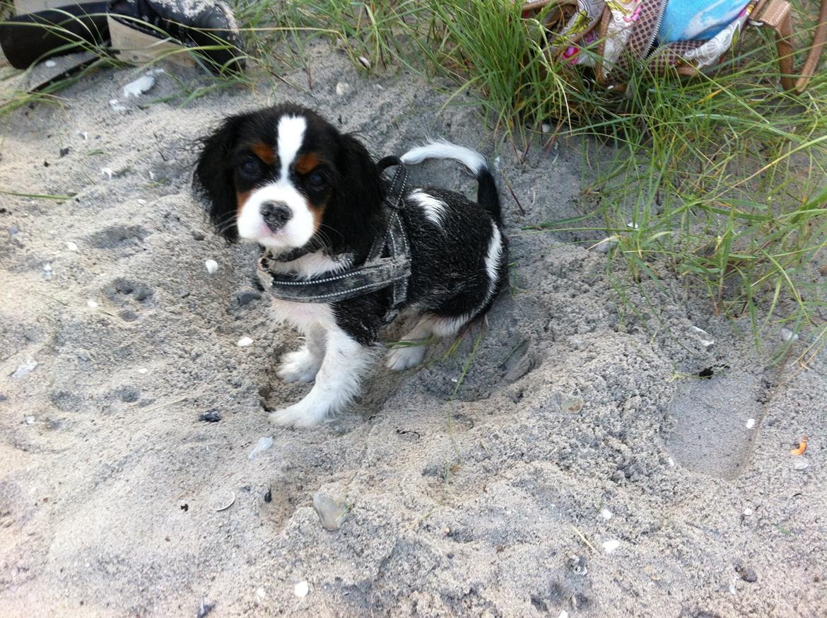 Cavalier king charles spaniel Frodo billede 5