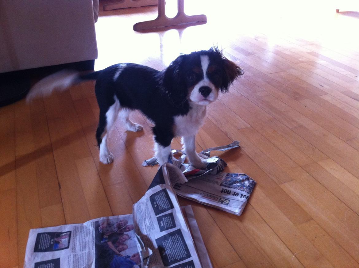 Cavalier king charles spaniel Frodo billede 7