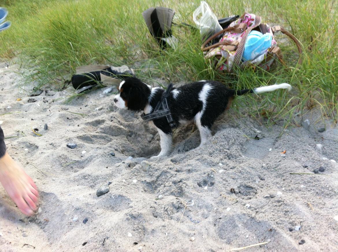 Cavalier king charles spaniel Frodo billede 2
