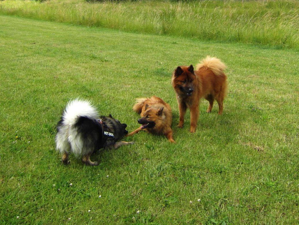 Eurasier Sally - Sally med halvbror Kibo, som står og passer på hende ;-)  billede 31