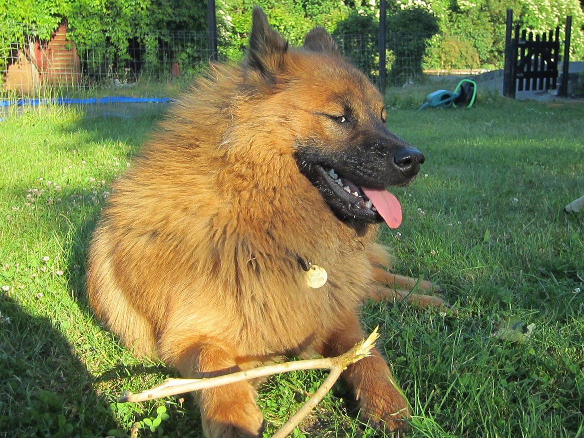 Eurasier Sally billede 32