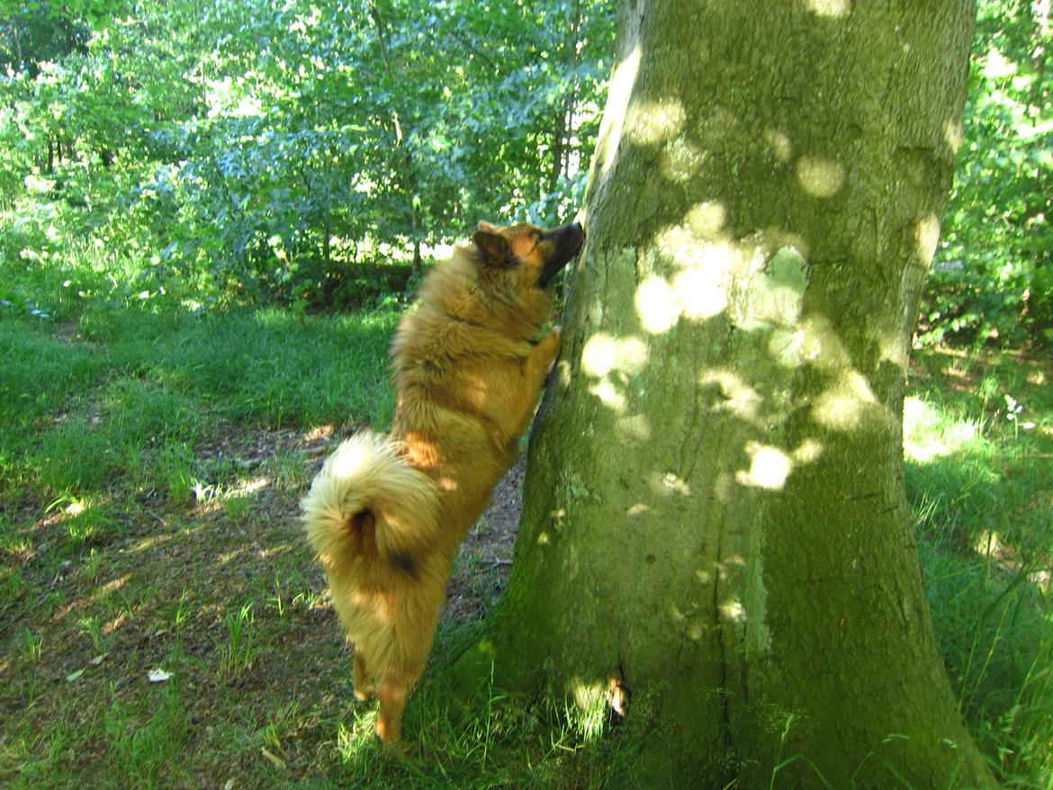 Eurasier Sally billede 29