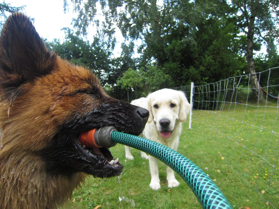 Eurasier Sally billede 22