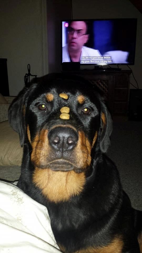 Rottweiler Marley billede 1
