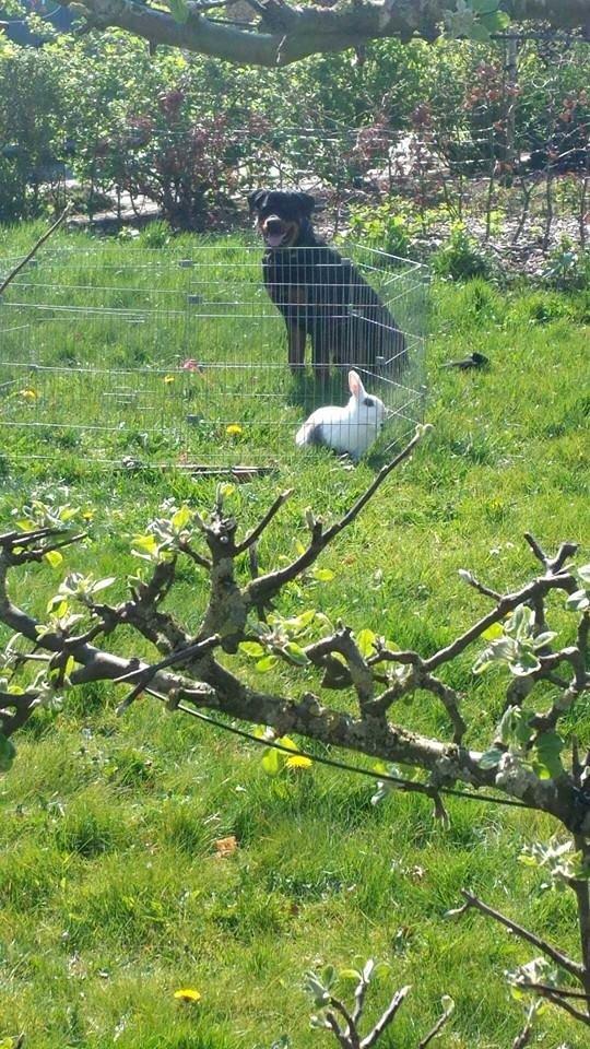 Rottweiler Marley billede 3