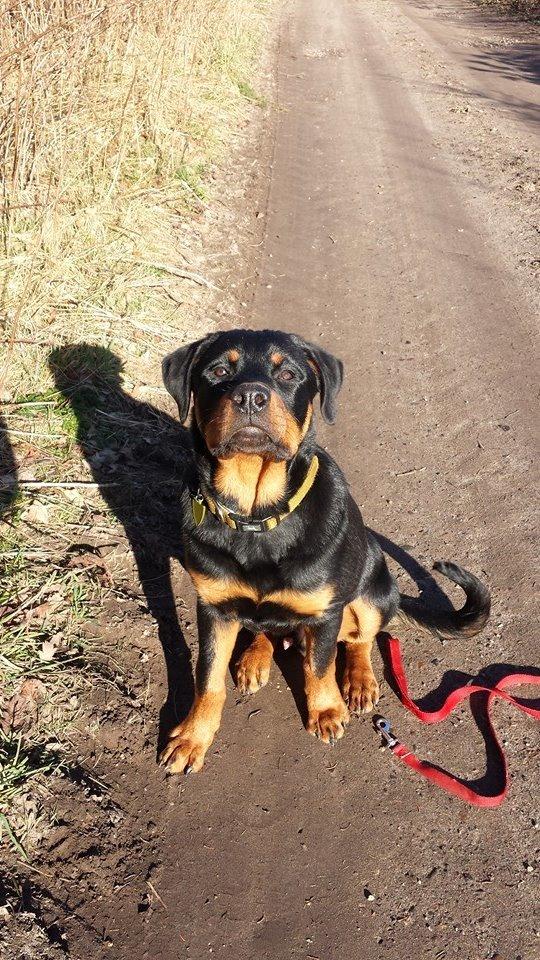 Rottweiler Marley billede 5