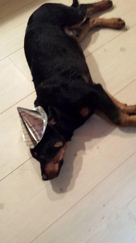 Rottweiler Marley billede 8