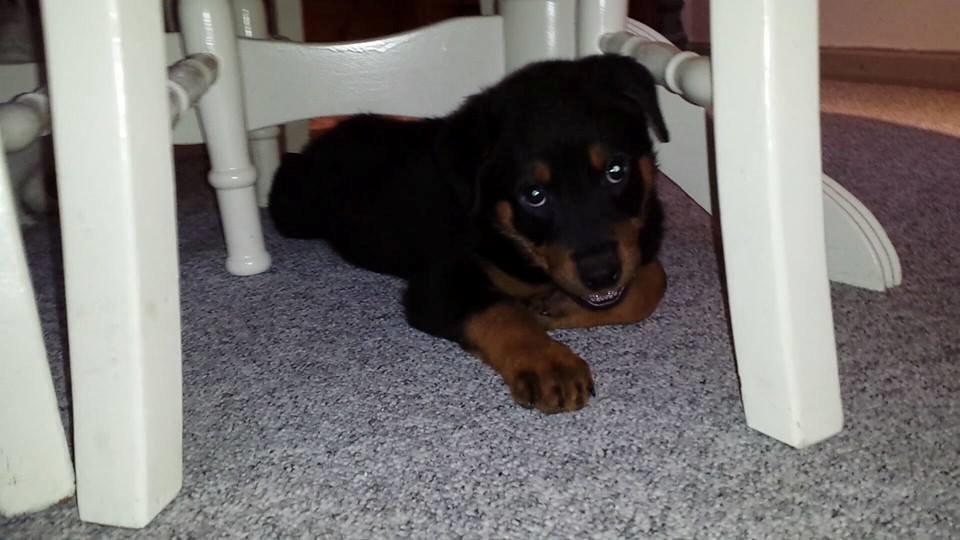 Rottweiler Marley billede 11