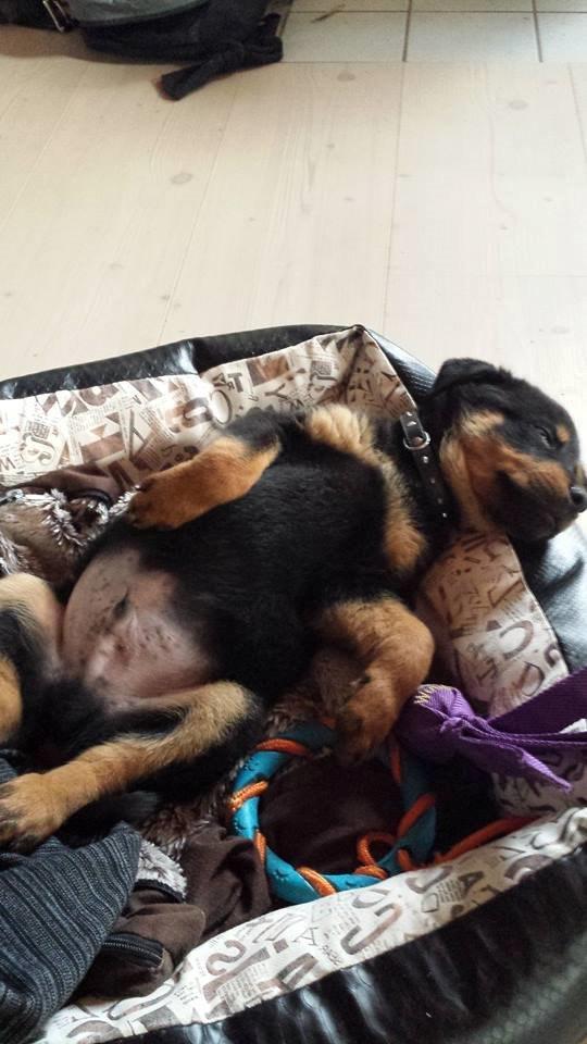Rottweiler Marley billede 12