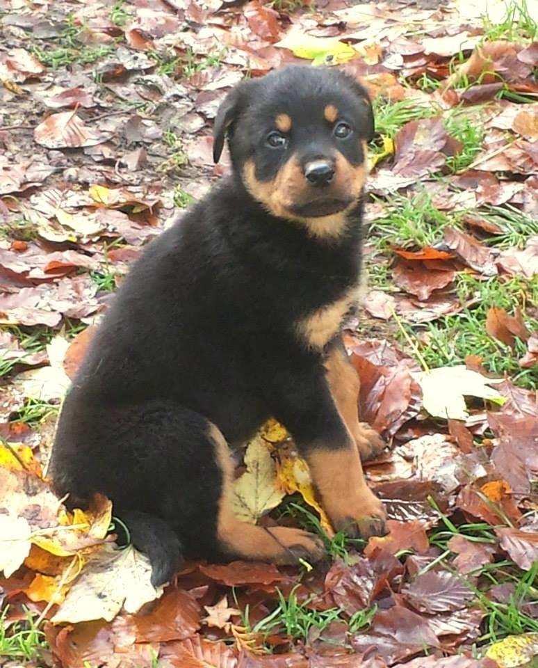 Rottweiler Marley billede 9