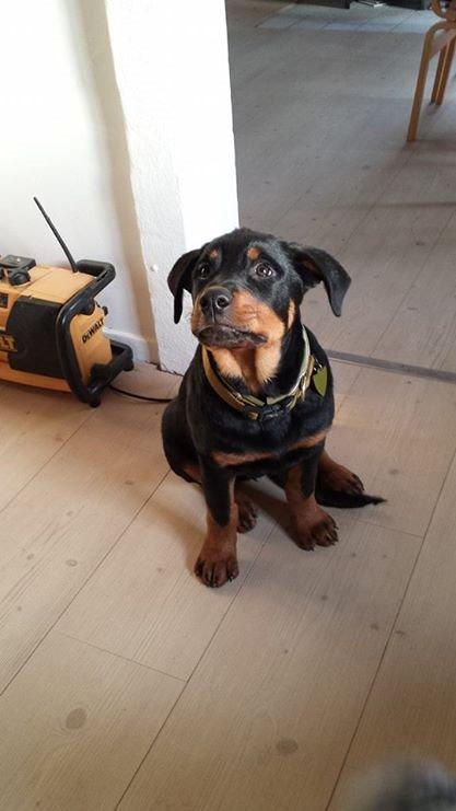 Rottweiler Marley billede 7