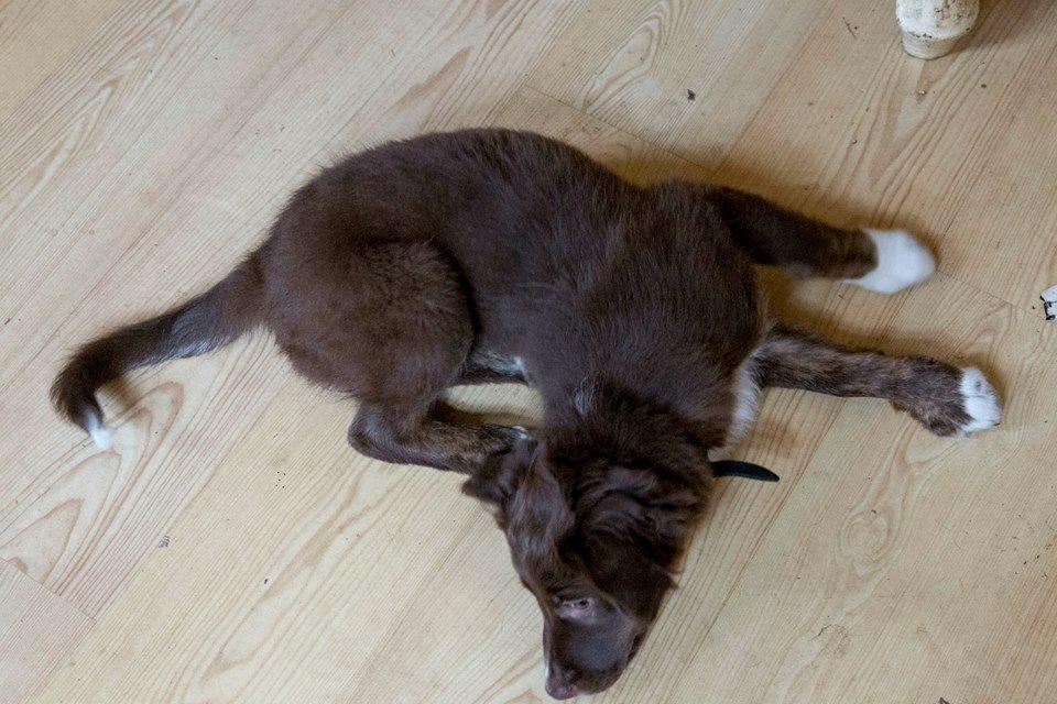Border collie Sigga billede 2