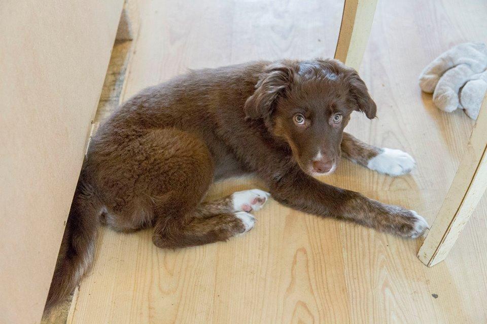 Border collie Sigga billede 4