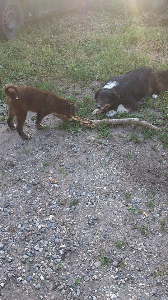 Border collie Sigga billede 5