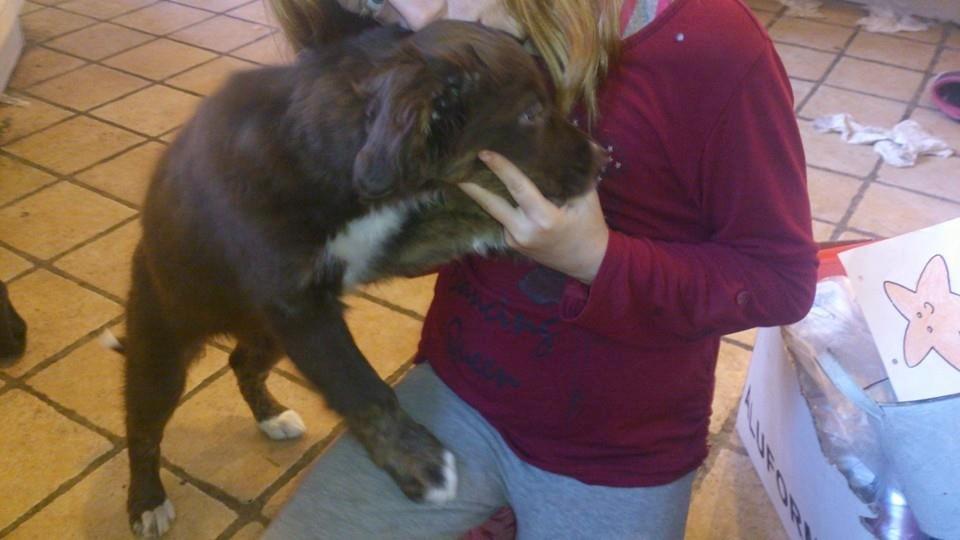Border collie Sigga billede 7