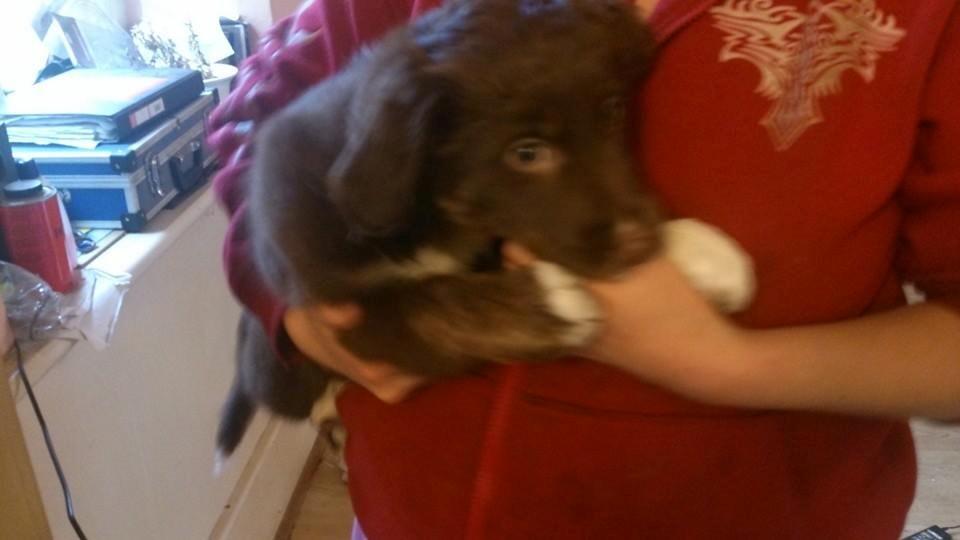 Border collie Sigga billede 1
