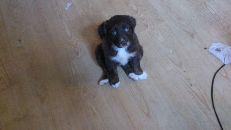 Border collie Sigga billede 9
