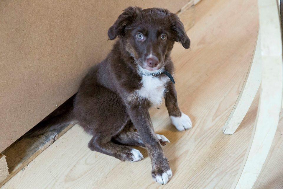 Border collie Sigga billede 3
