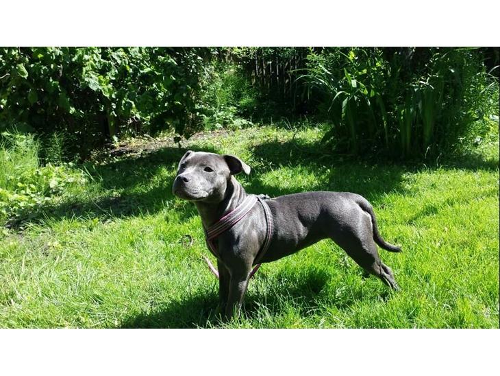 {{currentPhoto.altText}} billede {{currentPhoto.number}}