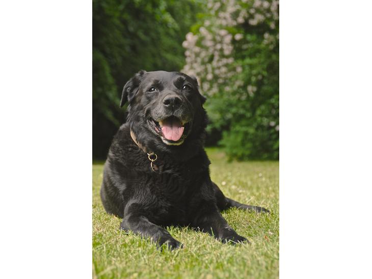 Labrador retriever Newton <3 - Velkommen til Newtons profil <3  billede 1