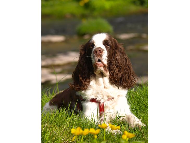 Engelsk springer spaniel Ziroc Slot's Dominique (Døgg) billede 1