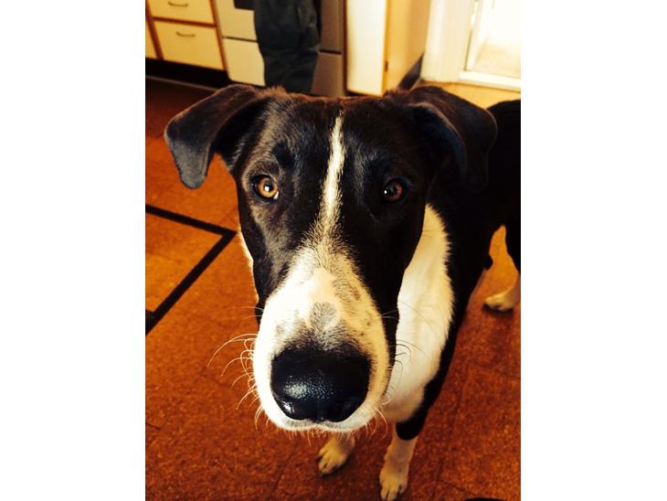 {{currentPhoto.altText}} billede {{currentPhoto.number}}