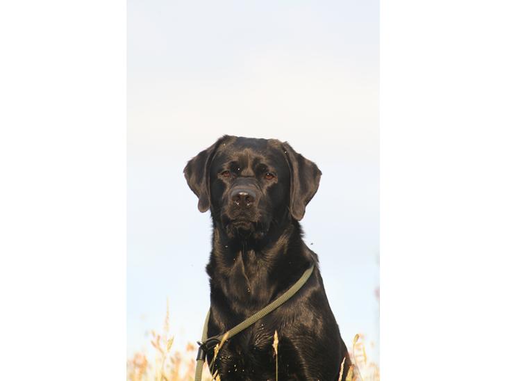 Labrador retriever Jajeem's Joey - Joey venter fint, mens mor og far aftaler hvordan posten skal se ud billede 1