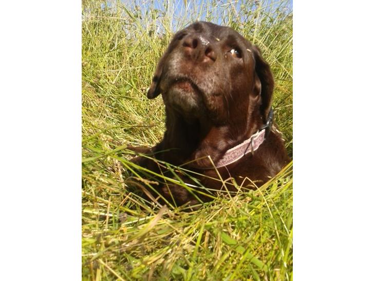Labrador retriever Molly La Moulin <3 - Hej. Velkommen til Mollys profil ;) billede 1