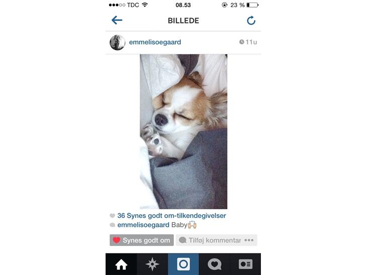 Chihuahua Diva ( R.I.P ) dødede 1,5 år billede 0