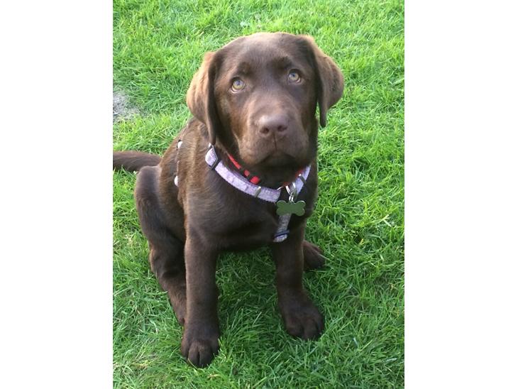 Labrador retriever Toffie billede 0