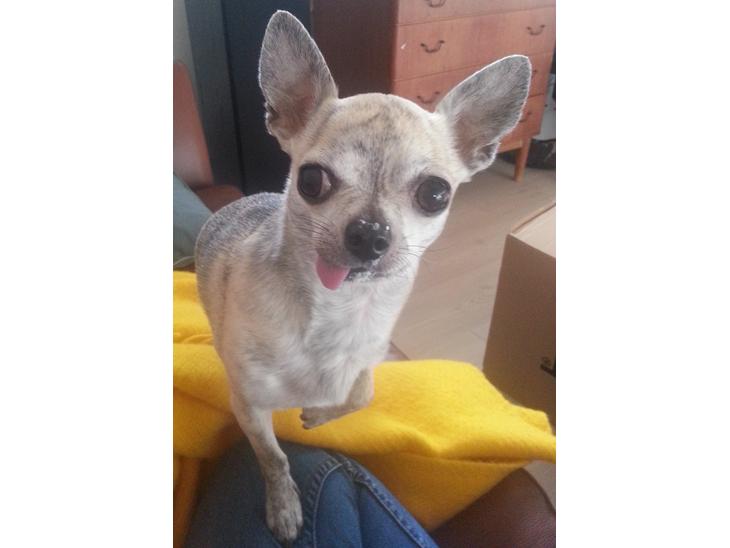 Chihuahua Pino R.I.P billede 1