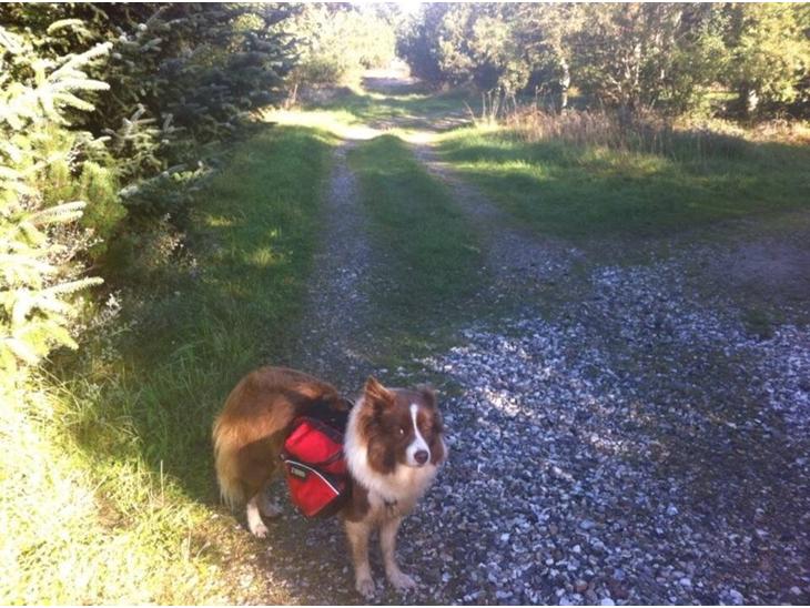 Border collie Nessa billede 1