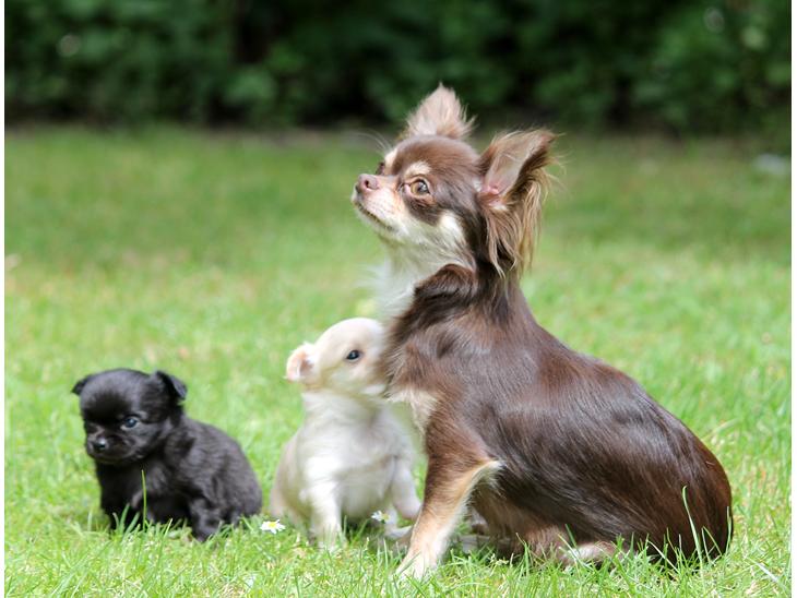 Chihuahua Ayumi Von Edertal - Ayumi med sine 2 smukke børn, Chaos og Cupcake :-) 1 juli 2014 billede 1