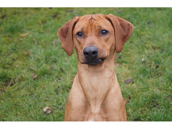 Rhodesian ridgeback Malou - Malou 1 år billede 1