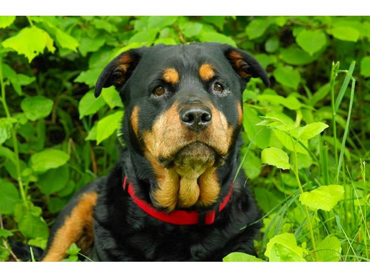 Rottweiler Mollie<3 |Molsen|<3 R.I.P Min trold..<3 billede 1