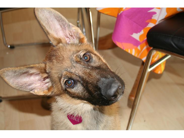 Schæferhund Team Englund`s Cookie billede 1