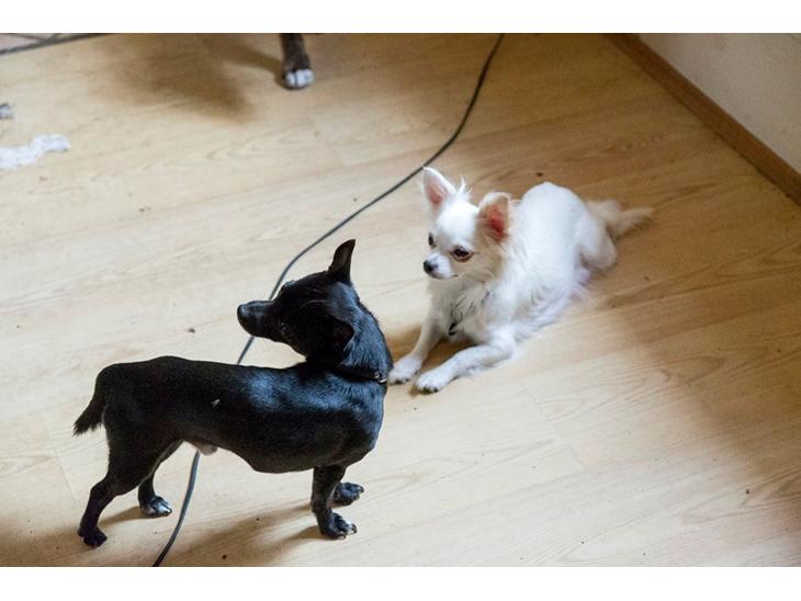 Chihuahua Zip billede 1