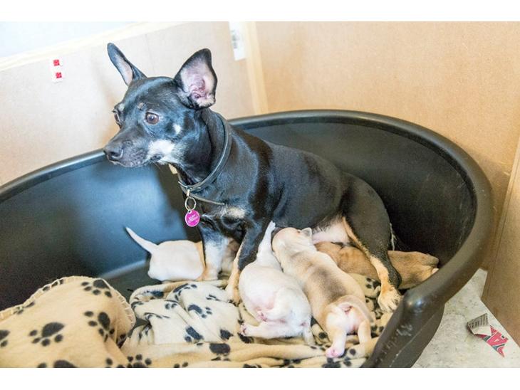 {{currentPhoto.altText}} billede {{currentPhoto.number}}