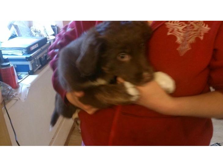 Border collie Sigga billede 1