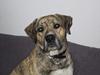 Dogo canario Midas