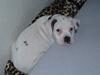 Amerikansk bulldog Rocky