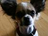Chihuahua Mogens