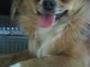 Chihuahua SHENA <3 