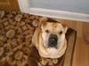 Shar pei Jiggie