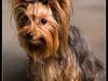 Yorkshire terrier Askepot