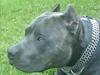 Amerikansk staffordshire terrier Idahno (Dahno) [ Himmelhund]
