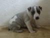 Whippet Rufus IX